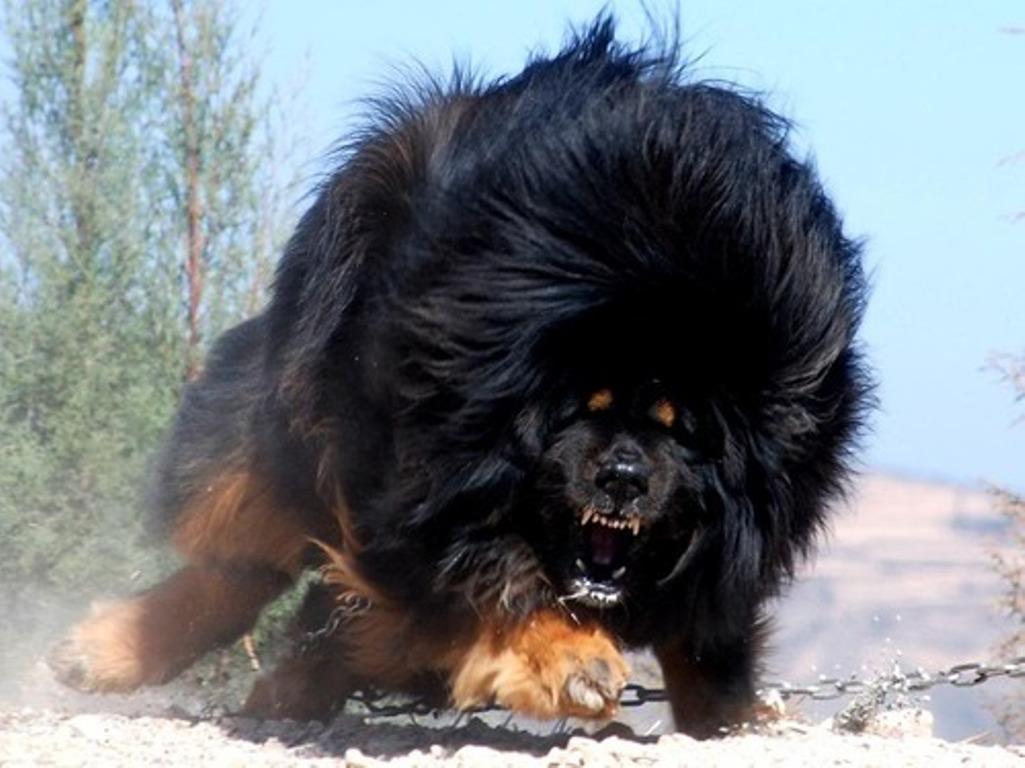 the dog master the dog master